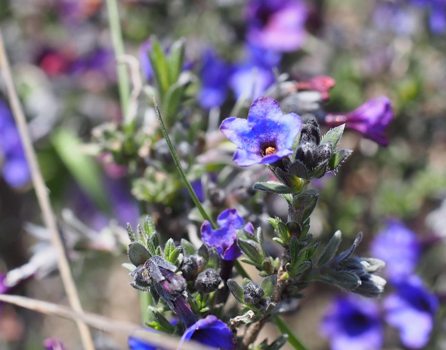 Gromwell, Shrubby